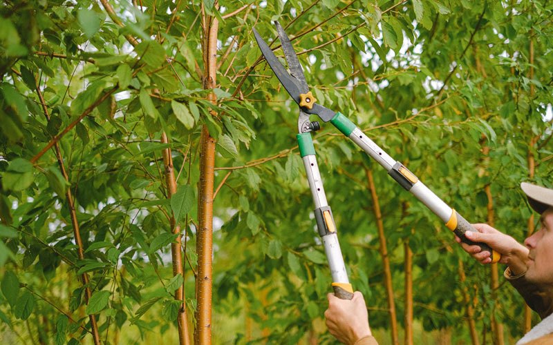 Tree trimming in Marlinton, WV